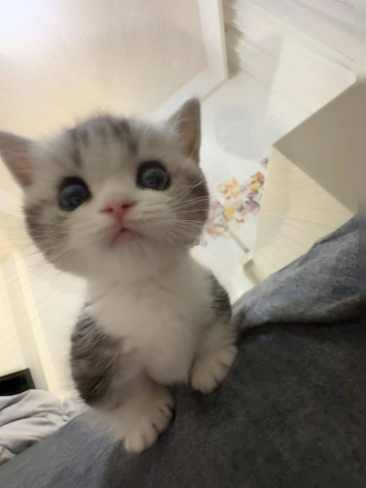 成年猫咪对主人的依赖程度长大的猫不会时刻黏人，依赖藏在细节里。你走动它默默跟随，