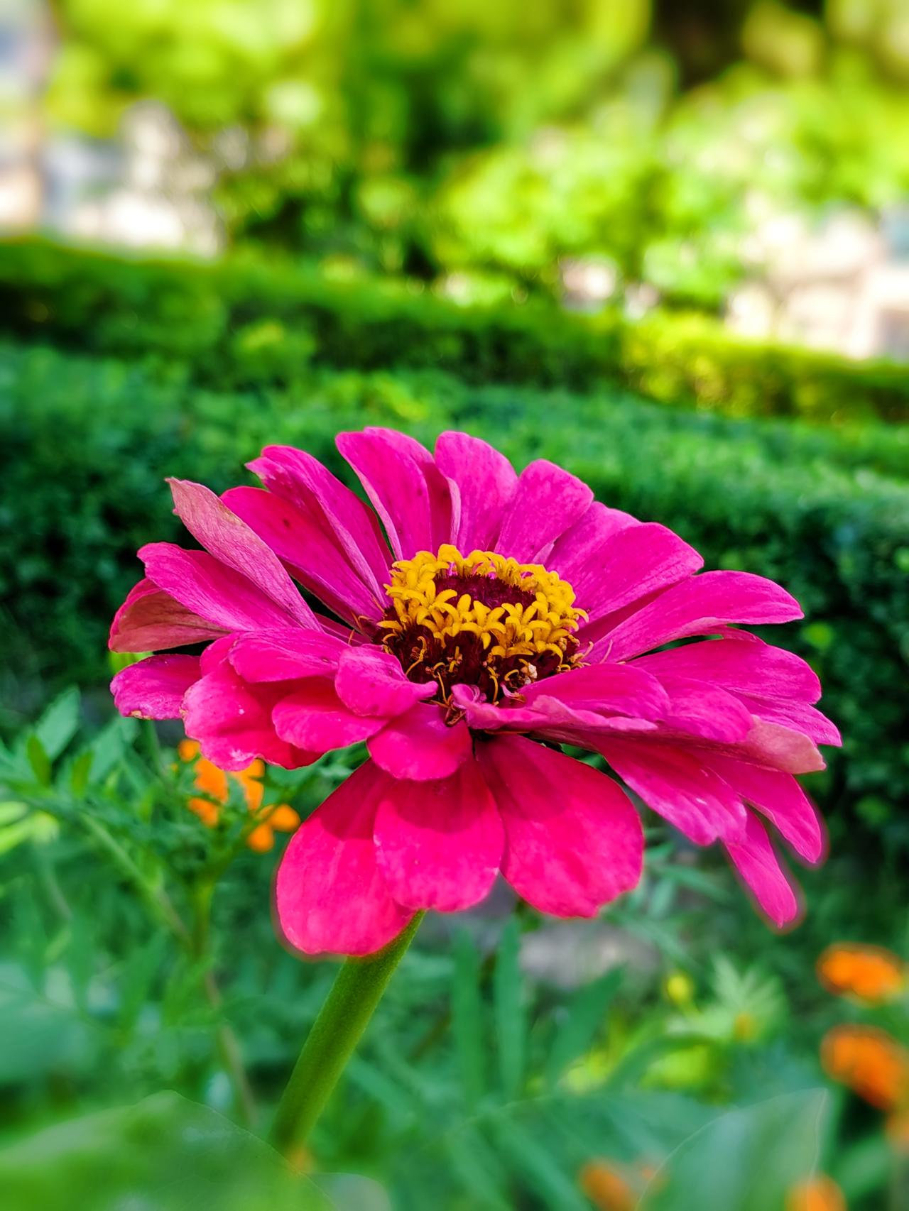 百日菊花语
去哥家，在307医院正门处，有一排百日菊开的热烈奔放，我很喜欢百日菊