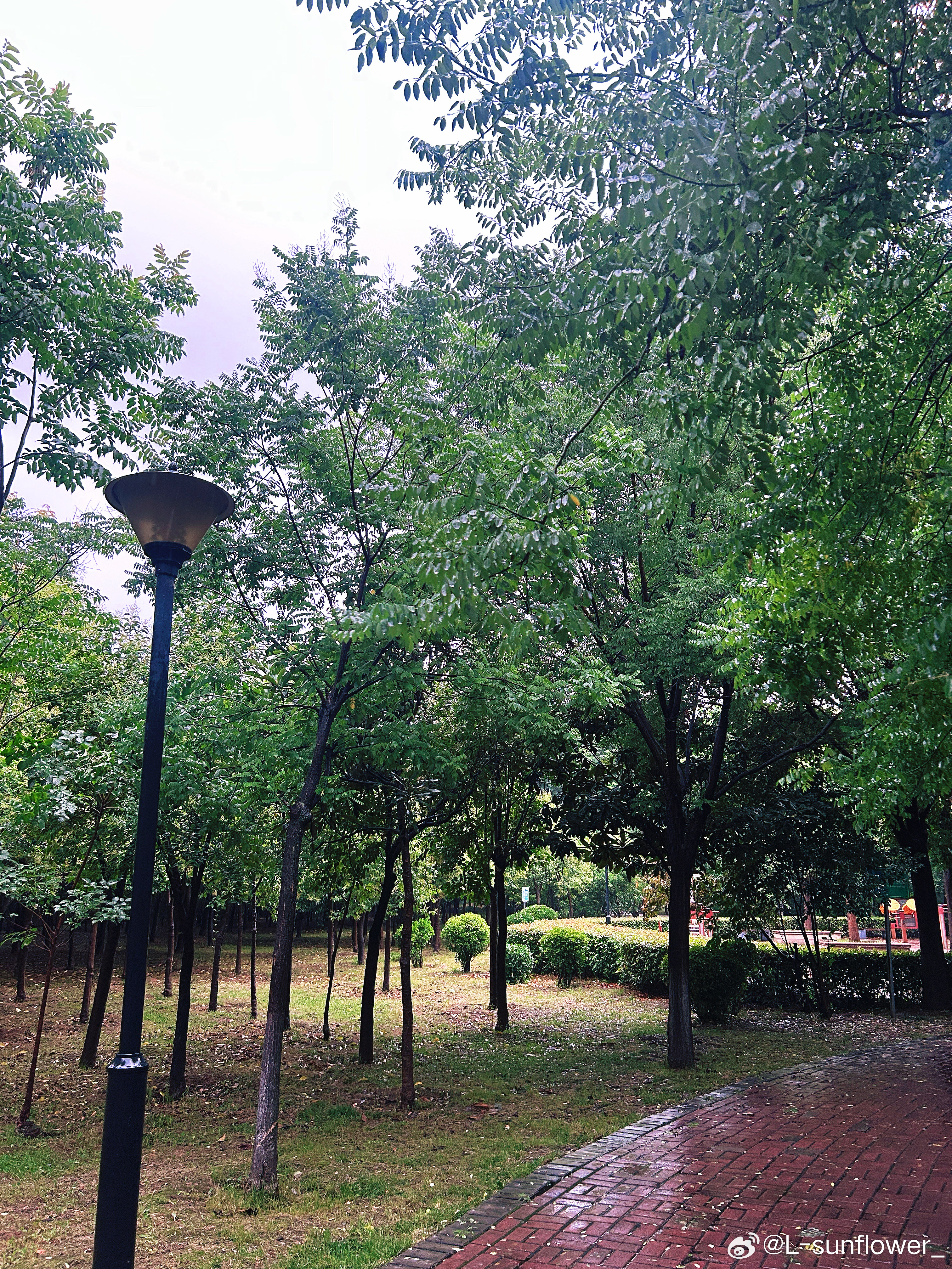 今天是夏至。下了一天的大雨。我快要冻洗在夏天了。 