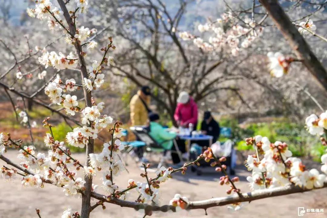 【邂逅“梅”好！福州梅花迎来最佳观赏期】


福州永泰青梅花盛名远播，宛如冬日里