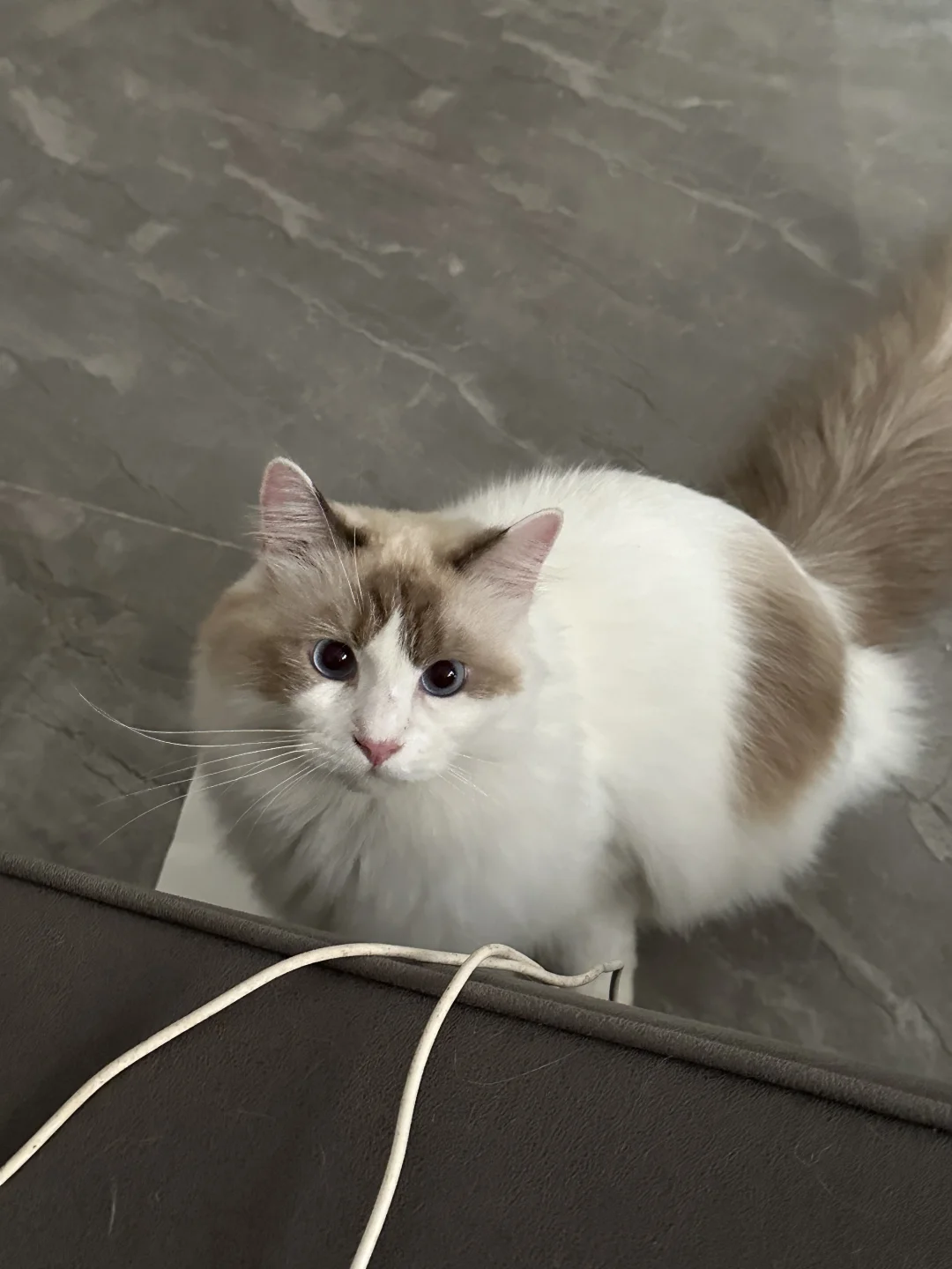 我的可爱小猫咪！