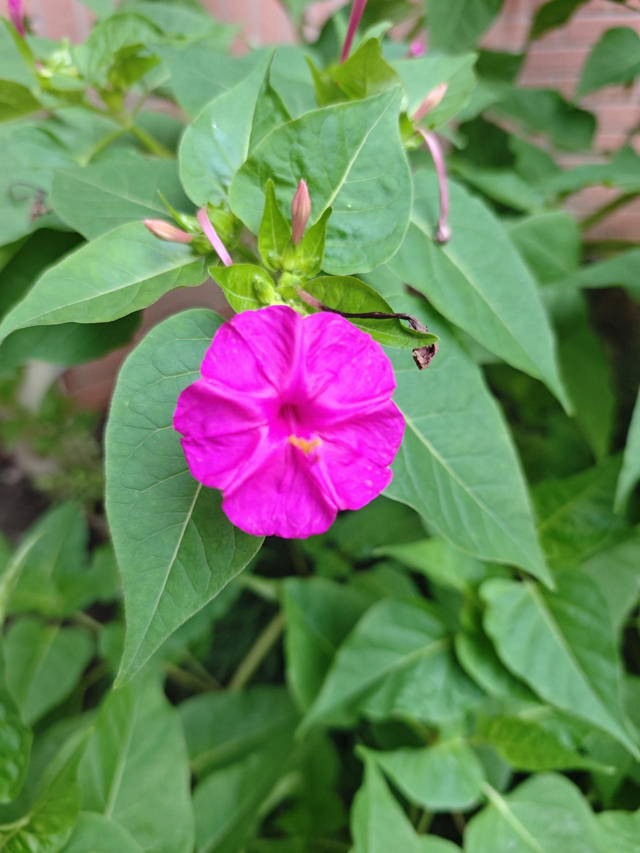 小院里的胭脂花，热烈坦荡，毫无扭捏之态
 
小区门卫房角落的一丛花草，叶片油绿肥