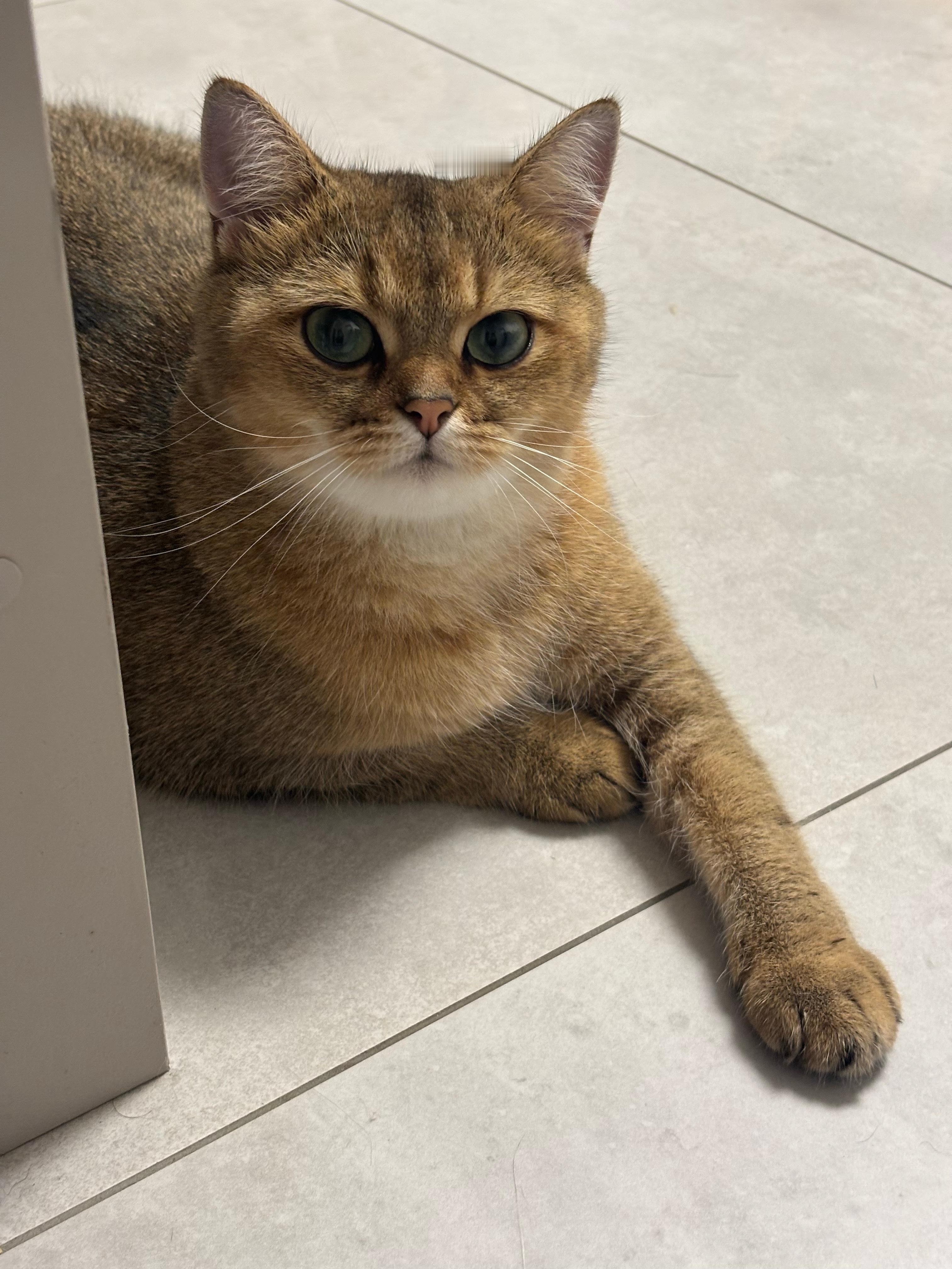 九宫格喵可不可爱猫咪