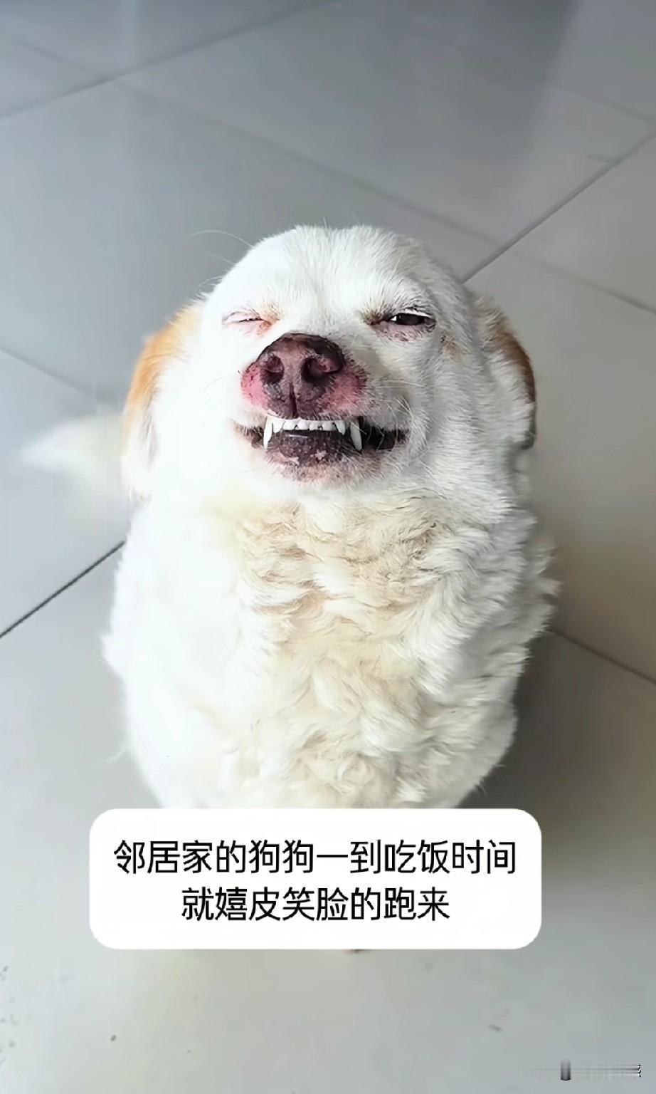 这个毛孩子的笑容太灿烂了，实实在在的说，它的笑容，特别的治愈人。据说这个毛孩子非