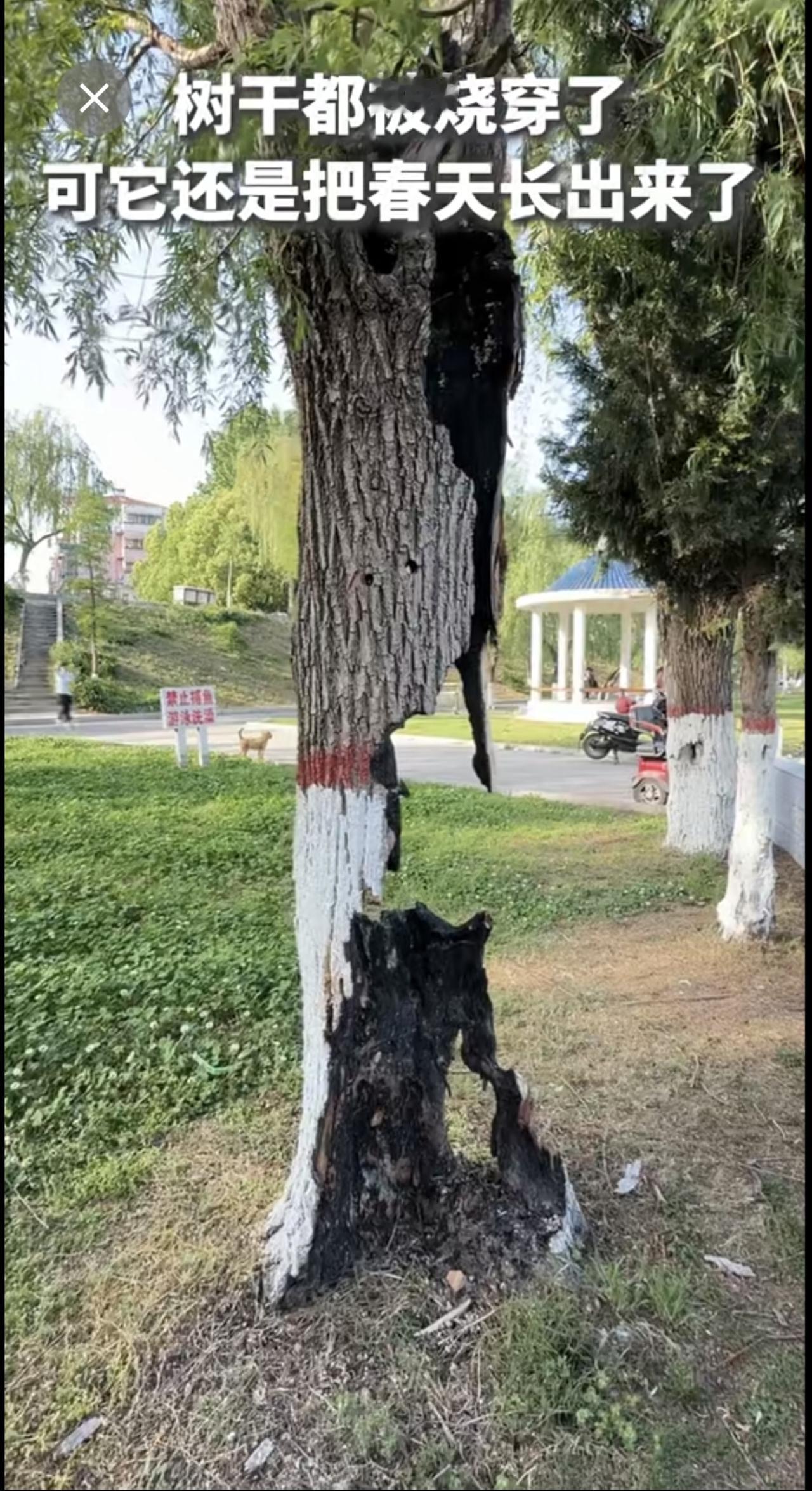 生命的坚韧！树干都被烧穿了，可它还是把春天长出来了。（素材来源：✨*✨*）
