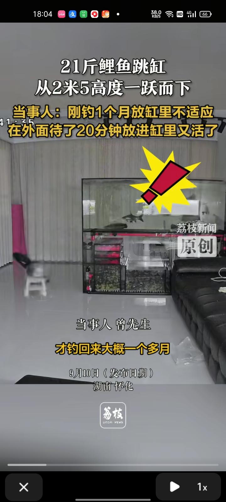 9月8日，湖南怀化。网友发视频表示，家里21斤鲤鱼跳缸 从2.5米的高度一跃而下