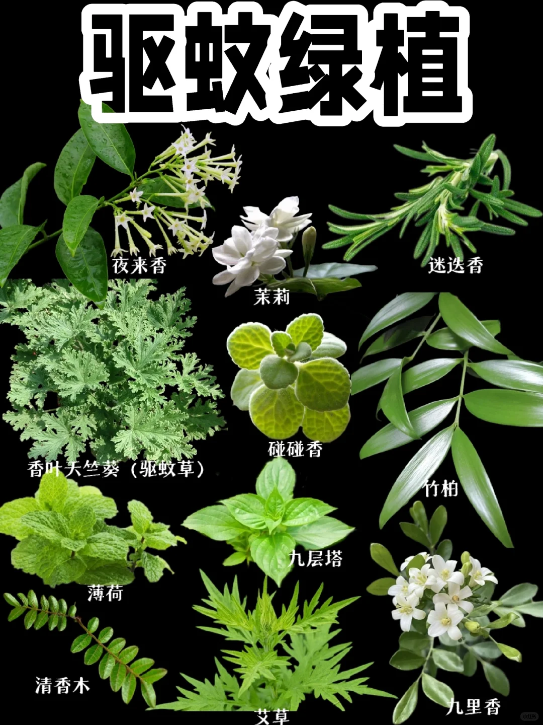 【驱蚊植物】夏天，一盆既养眼又驱蚊的植物