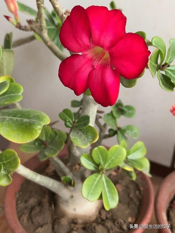 沙漠玫瑰特别适合北京朝南阳台种植，我这棵整个冬天都在开花，长势特别好。

冬天里