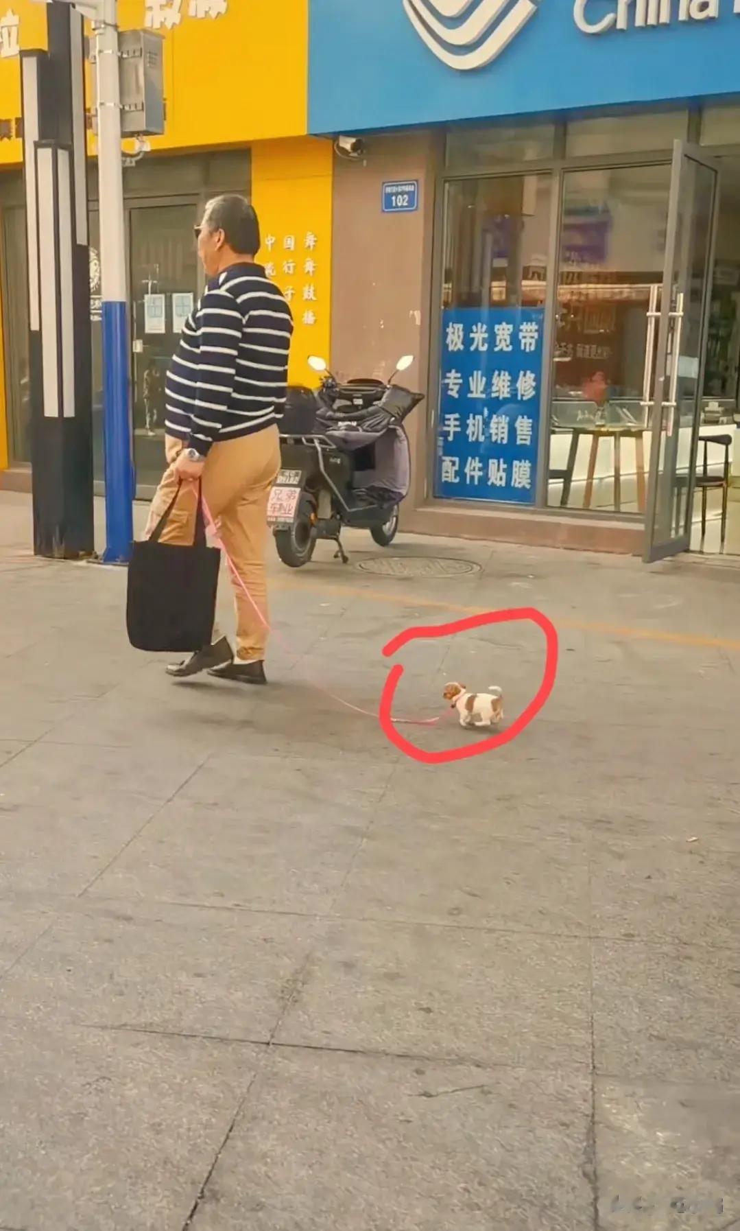 哈哈哈，这种遛狗方式值得称赞，大街上遛狗，主打一个高素质，这么小的吉娃娃，还没一