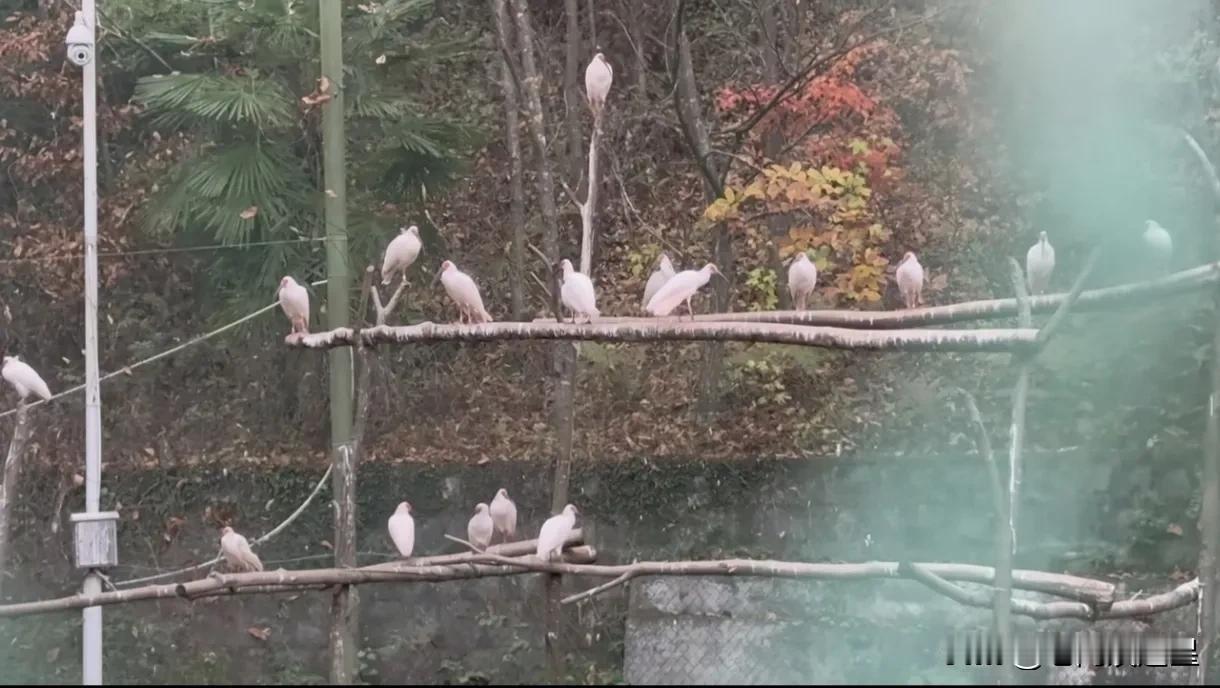 董老师回陕西老家带大家看朱鹮
评论区热闹非凡
董老师一句“牢底坐穿鸟”
大家都懂