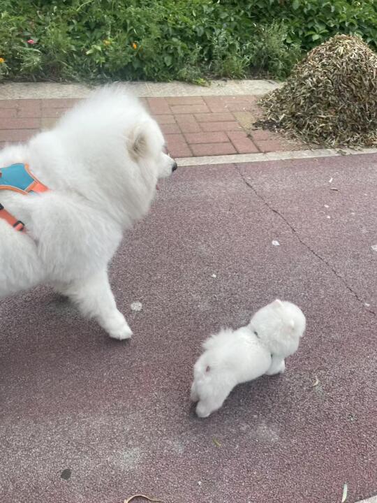 幼稚小朋友的日常打闹