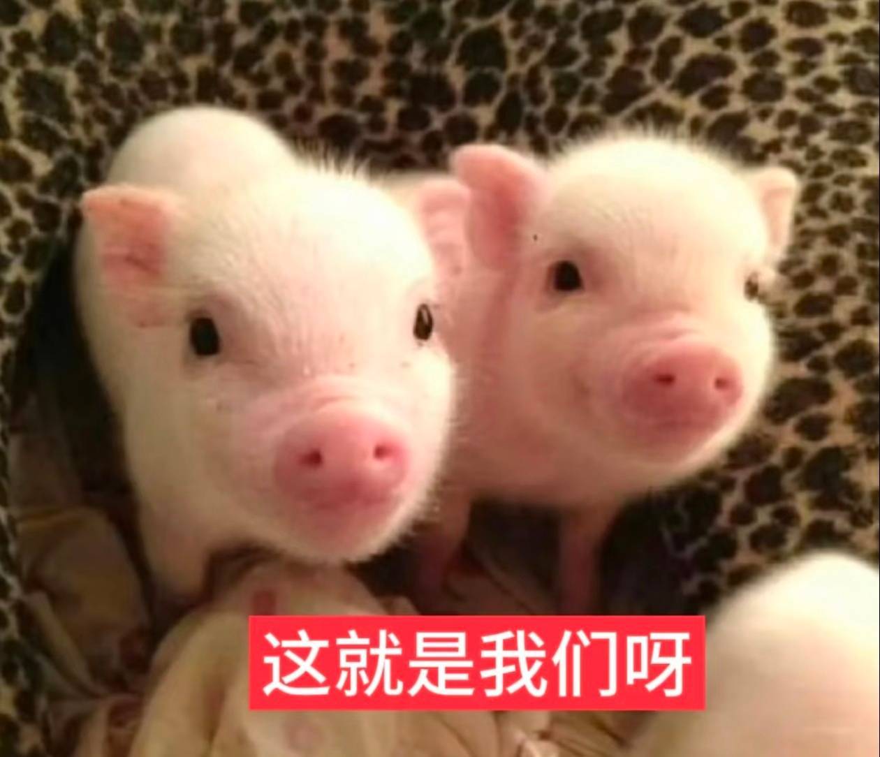 怎么总有妹妹问发生什么事了？ 没事啊！！啥事没有（有点像我生怕漏听哪个坏人的话）