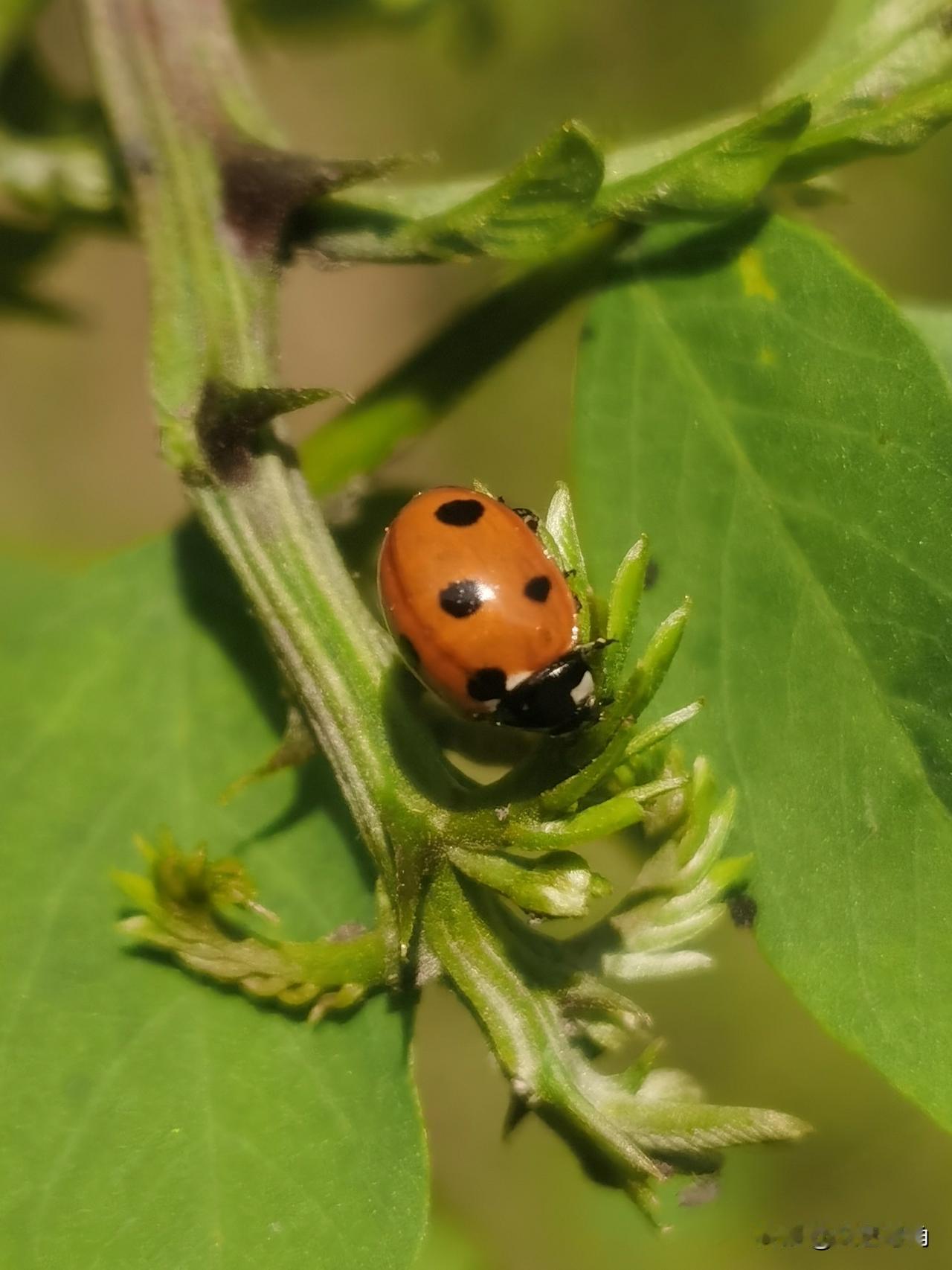 夏日生活打卡季昆虫世界，瓢虫