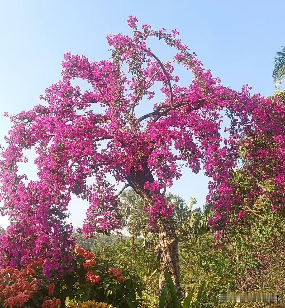 这种自己给自己整帽子的男人，真的很愚蠢！一男子，把自己的老婆照片分享到自己的兄弟