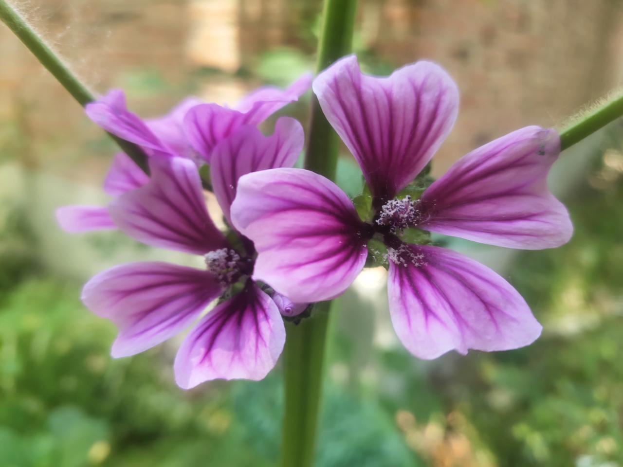 花朵绽放，娇艳欲滴，宛如梦幻中的仙境。🌸