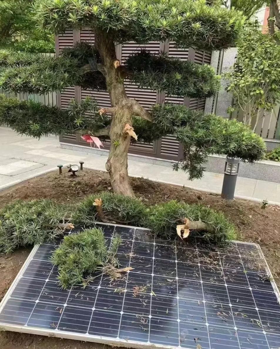 比抢钱还快！2021年，江苏一男子，花6.2万买了一棵罗汉松，种在老家院子里。可