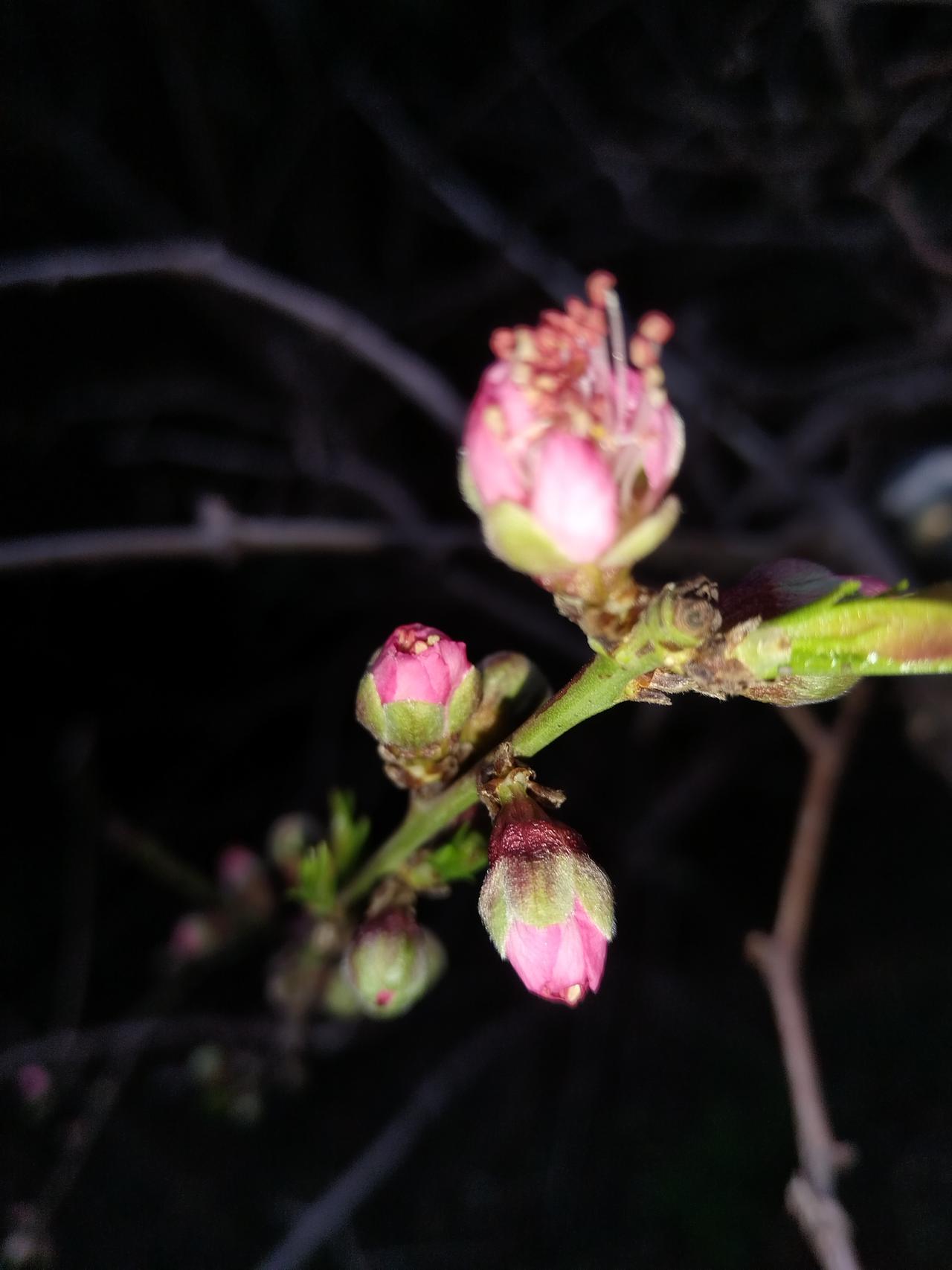 即将开花的桃花花蕾，宛如娇羞的少女藏在枝头，那一抹嫩粉似是被春风轻吻后染上的红晕