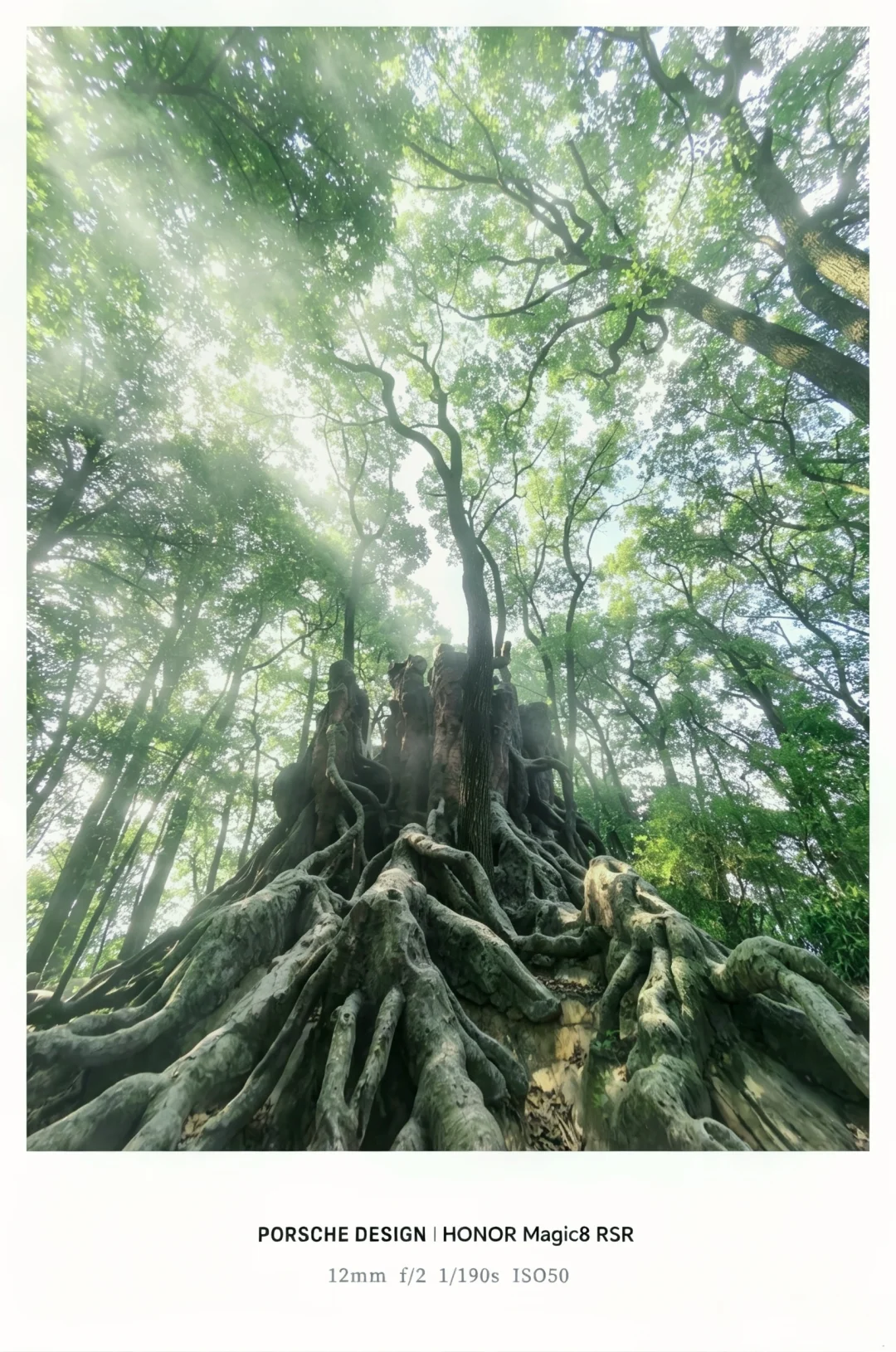 重庆的夏天，你永远可以相信老树的庇护