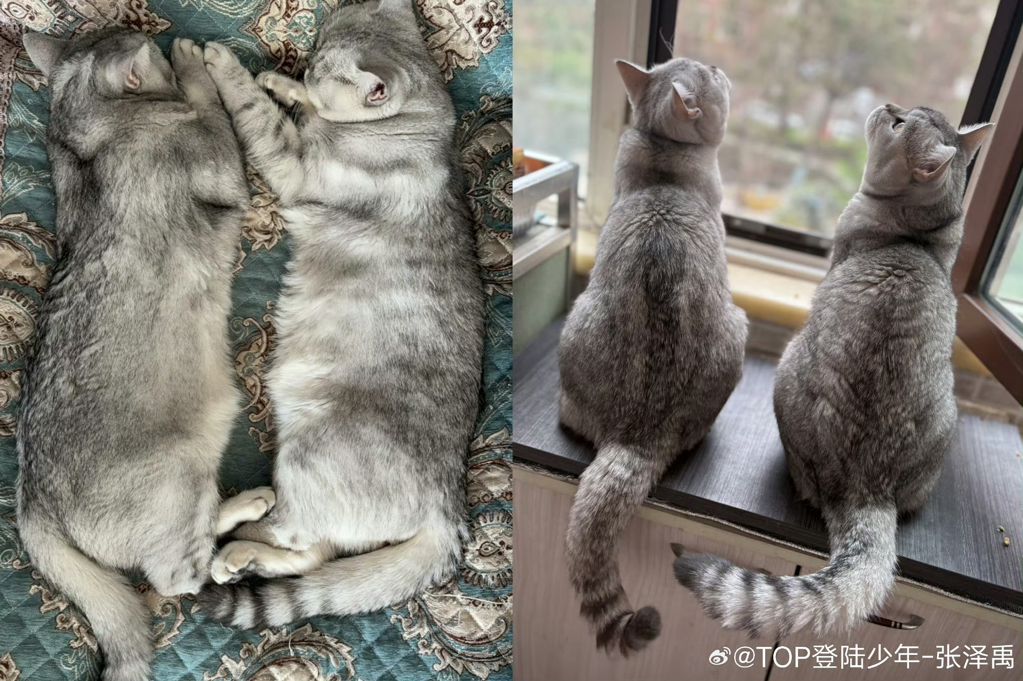 张泽禹一模一样的猫养两只 张泽禹发文纪念两只小猫到家一周年，字里行间全是宠溺。分
