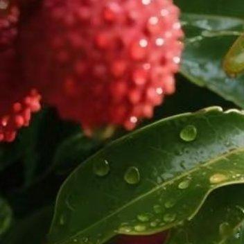 0000荔枝的种植方法一、土壤荔枝树在温暖地区中黏土中生长会更好，它对土壤的要求
