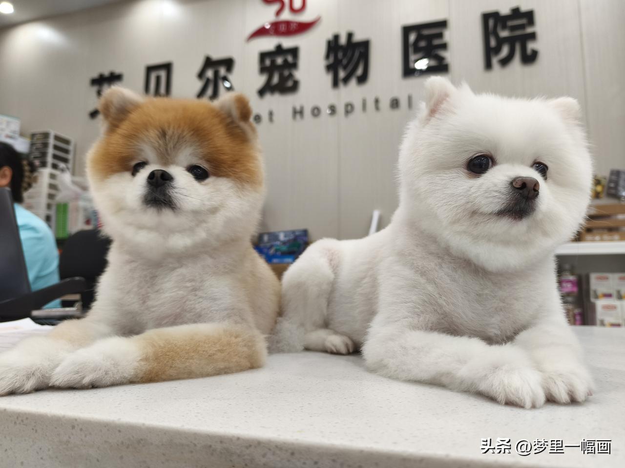 这对母女俩小可爱是本店美容师家的，它们被主人打理的干干净净漂漂亮亮。就像本店的一