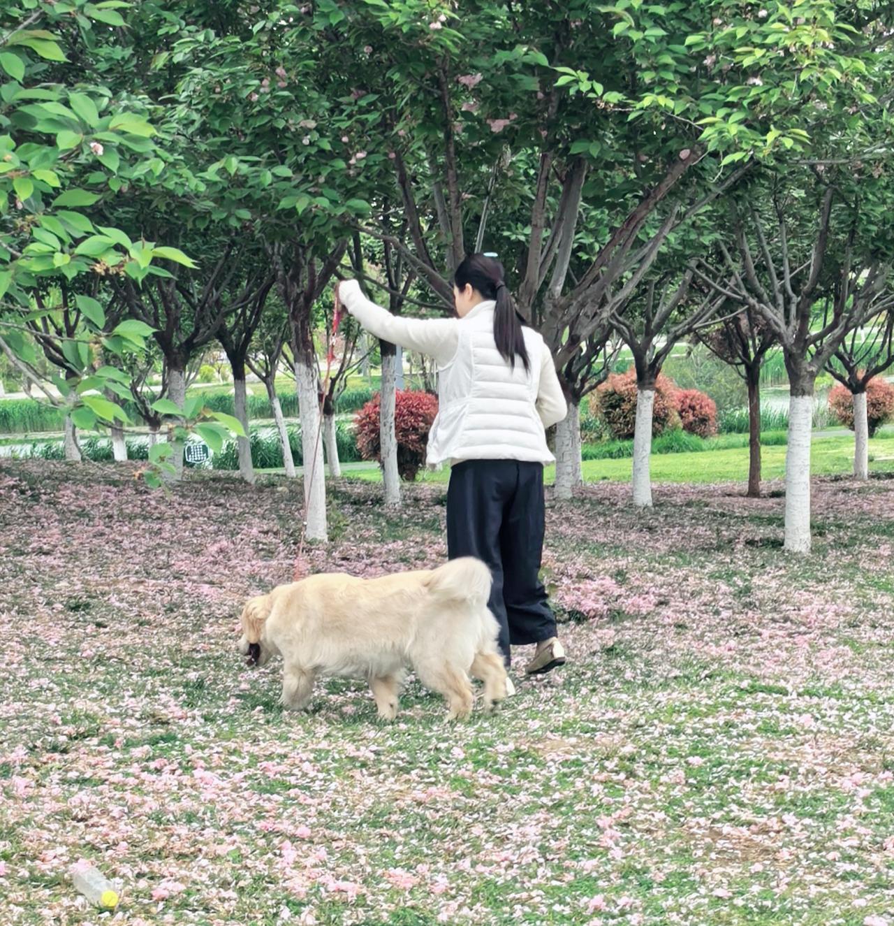 满地的落樱，像被打翻的胭脂盒。金毛犬低头闻花时，鼻子上沾满了樱花瓣，活像带着粉色