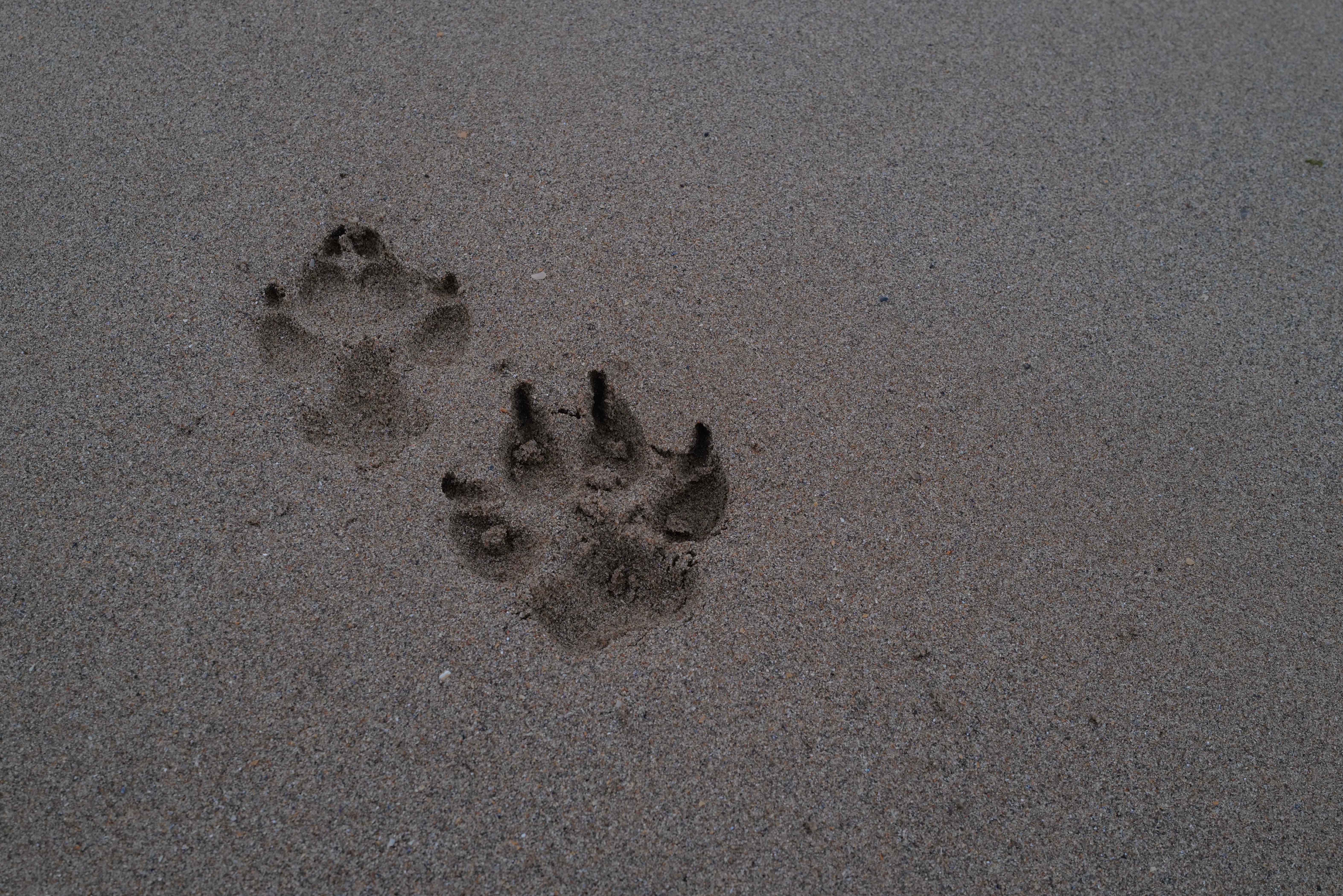 DAY16 迪河入海处，阿伯丁港滩涂溜达，不知不觉呆很久。海豹，海豚，水鸟们快活
