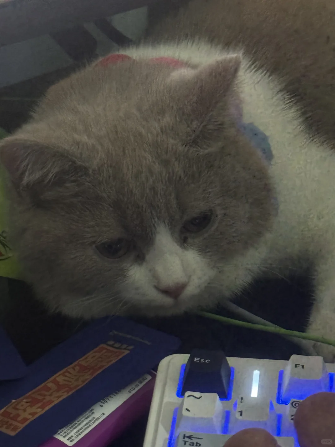 猫：打游戏不陪我，宝宝难过