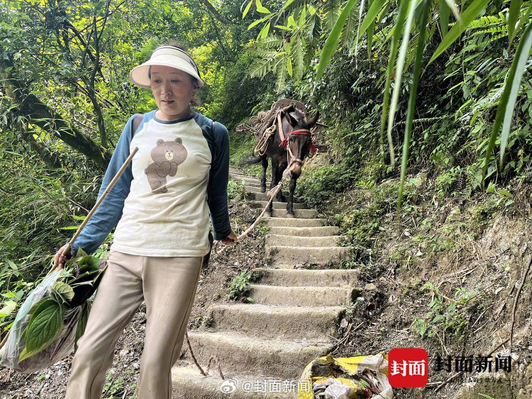 【景区负责人：#峨眉山骡子运输不得超过150斤#】#峨眉山村民称舍不得让骡子受伤