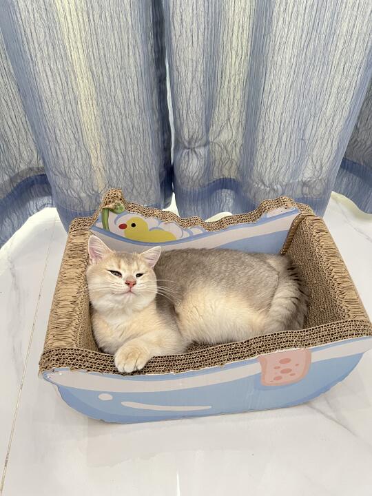 本猫男，六套猫抓板房，三个观景台