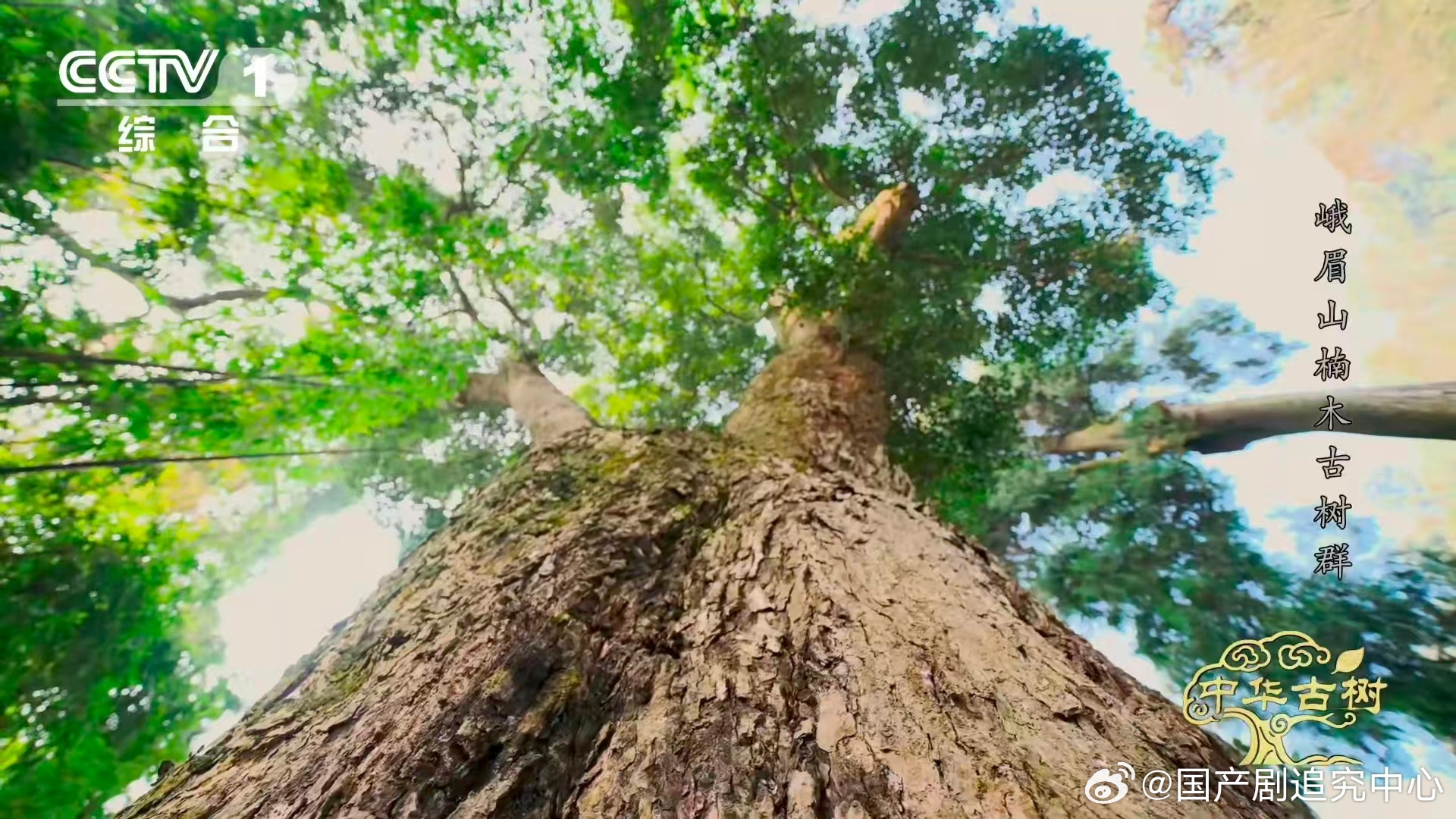 峨眉千年楠木王有十几层楼高🔥树龄超一千年就算了，还长到40米那么高，十几层楼的