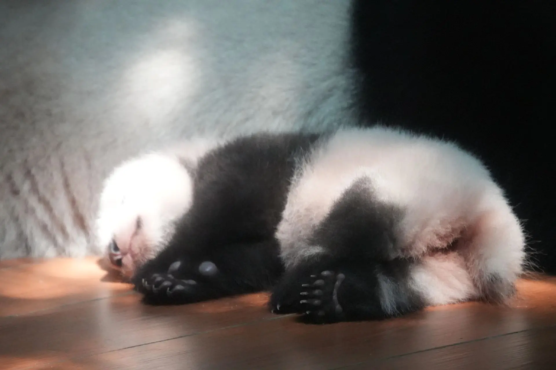 妹猪真可爱啊。头也是真的光啊，朵朵呢？