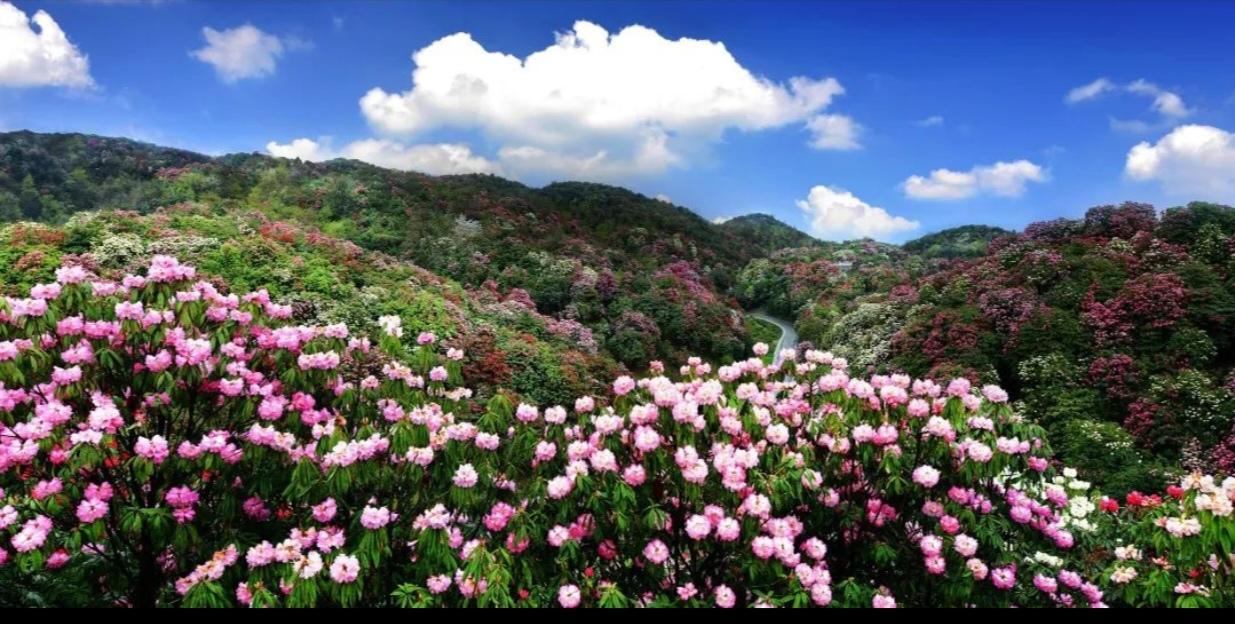 〔贵州百里杜鹃〕简单说，贵州百里杜鹃就是毕节一片绵延百里、全世界最大的天然野生杜