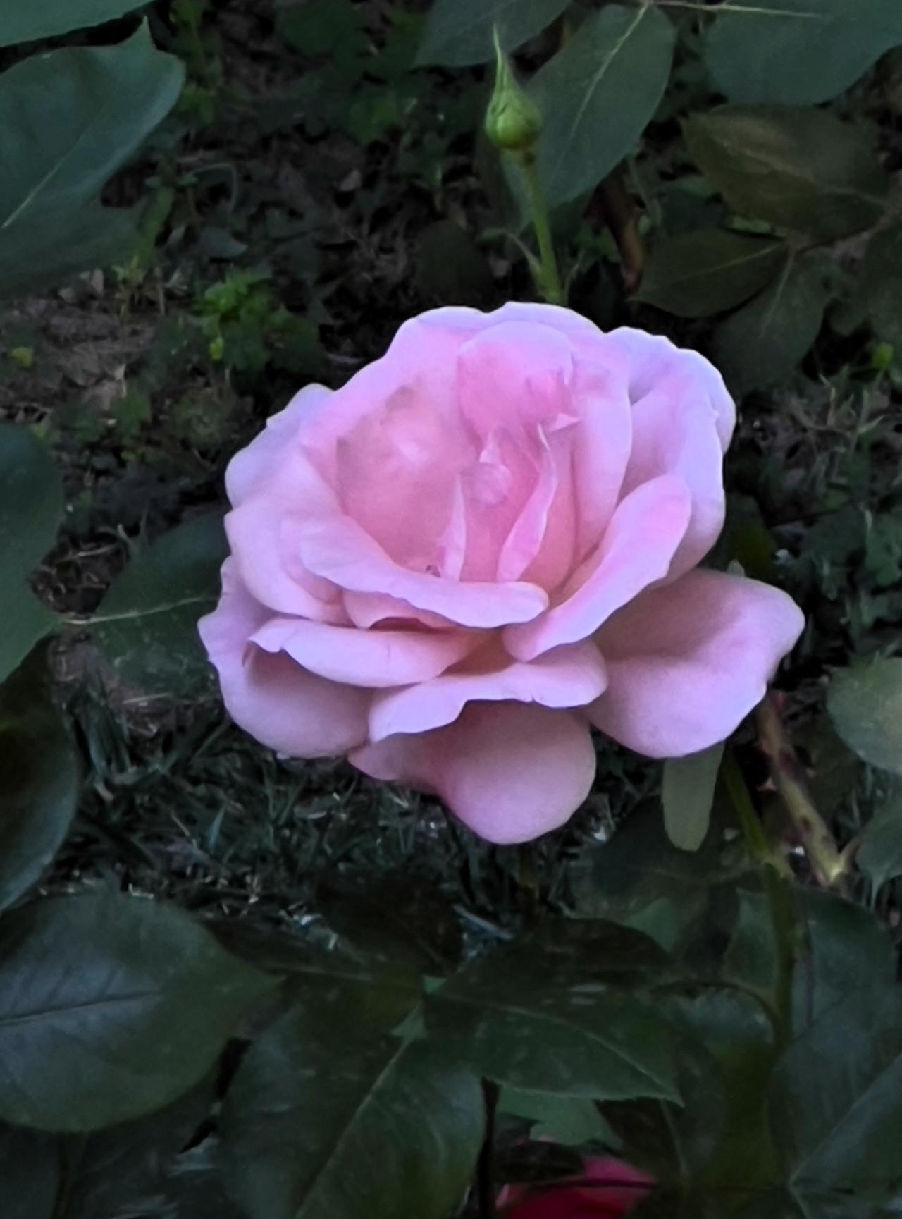 这是我昨天在天坛公园游玩时拍摄到的白粉色玫瑰花，天坛公园百花园里种植了大片月季花