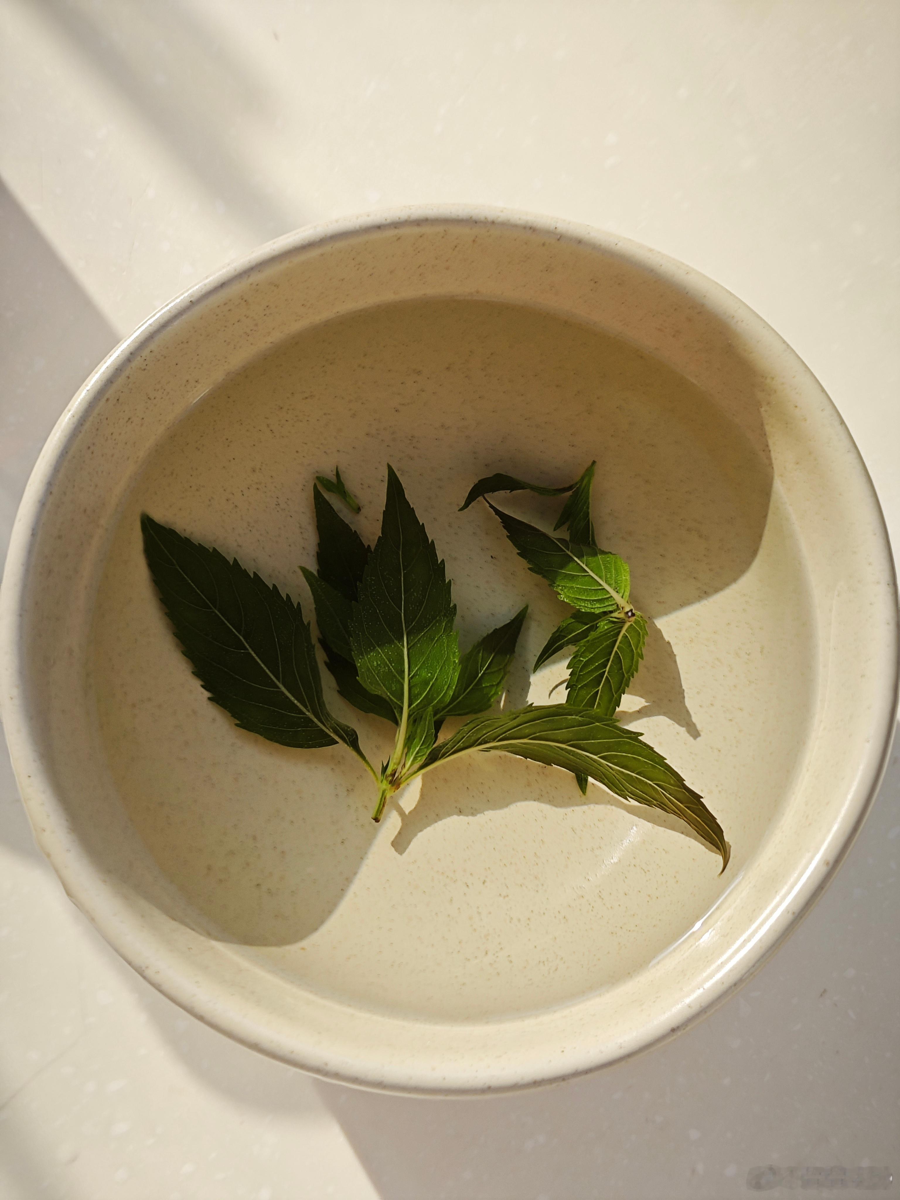 薄荷水好好喝 