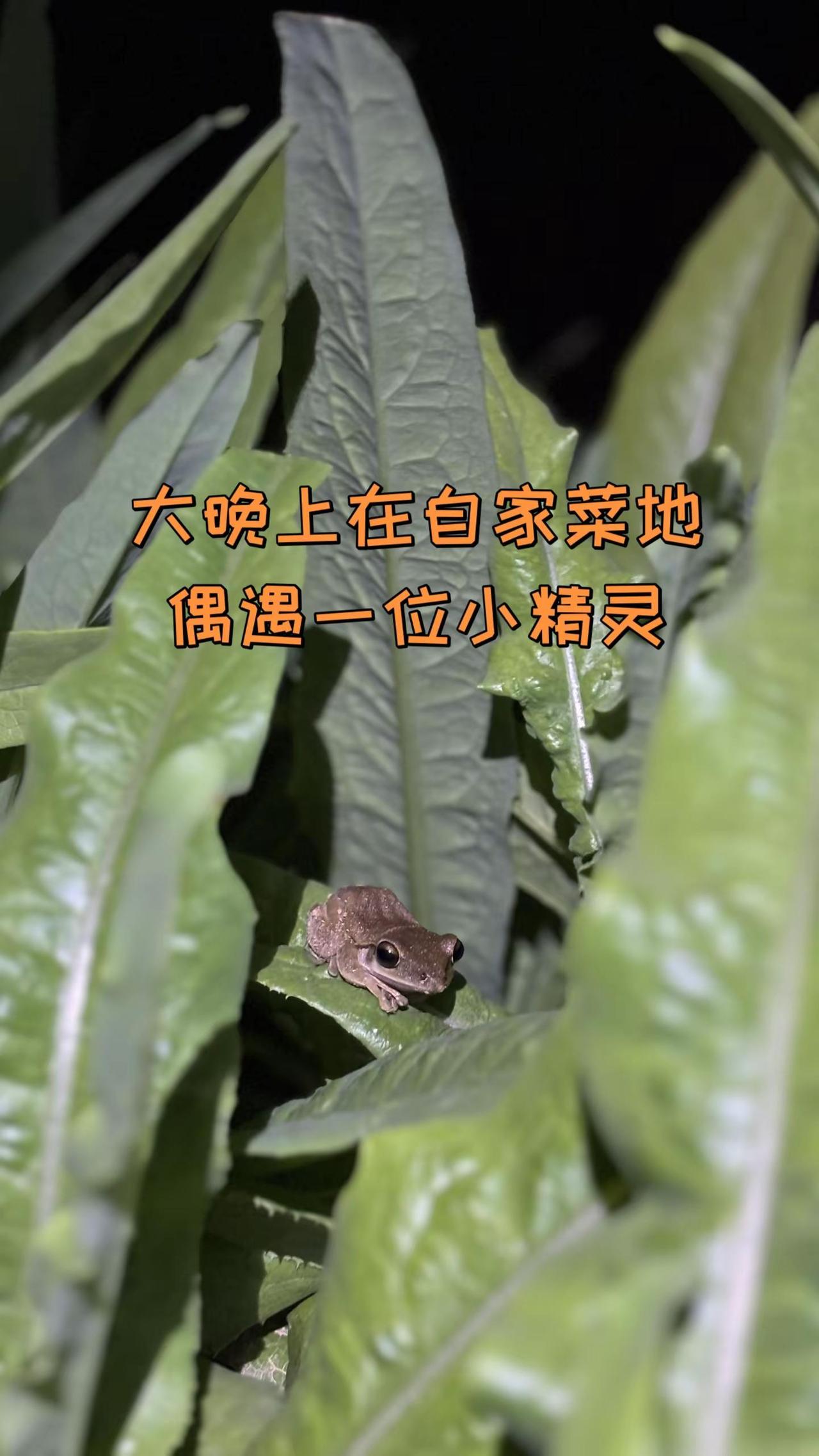 大晚上在自家菜地偶遇一位小精灵，一点不怕人，很呆萌，静静的