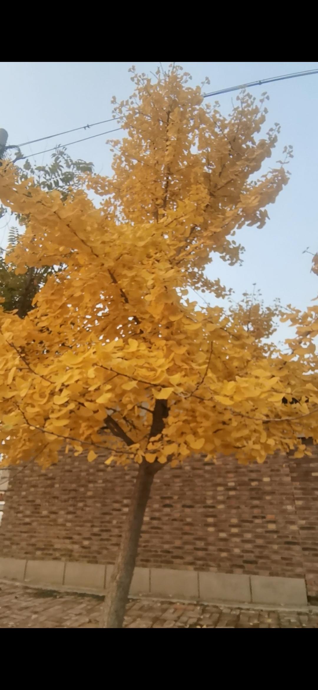 下一部手机，你会选择华为还是苹果选华为。