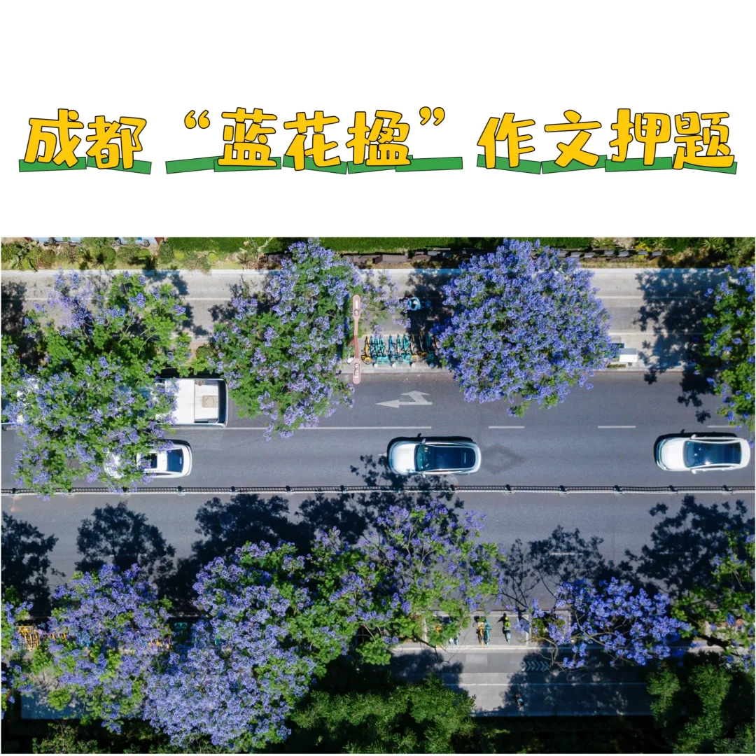 中考作文押题| 成都“蓝花楹”🌸