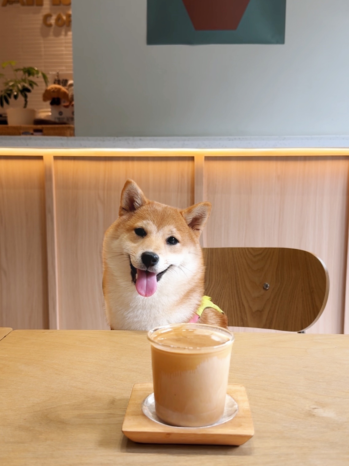 就这个养狗爽 ​​​