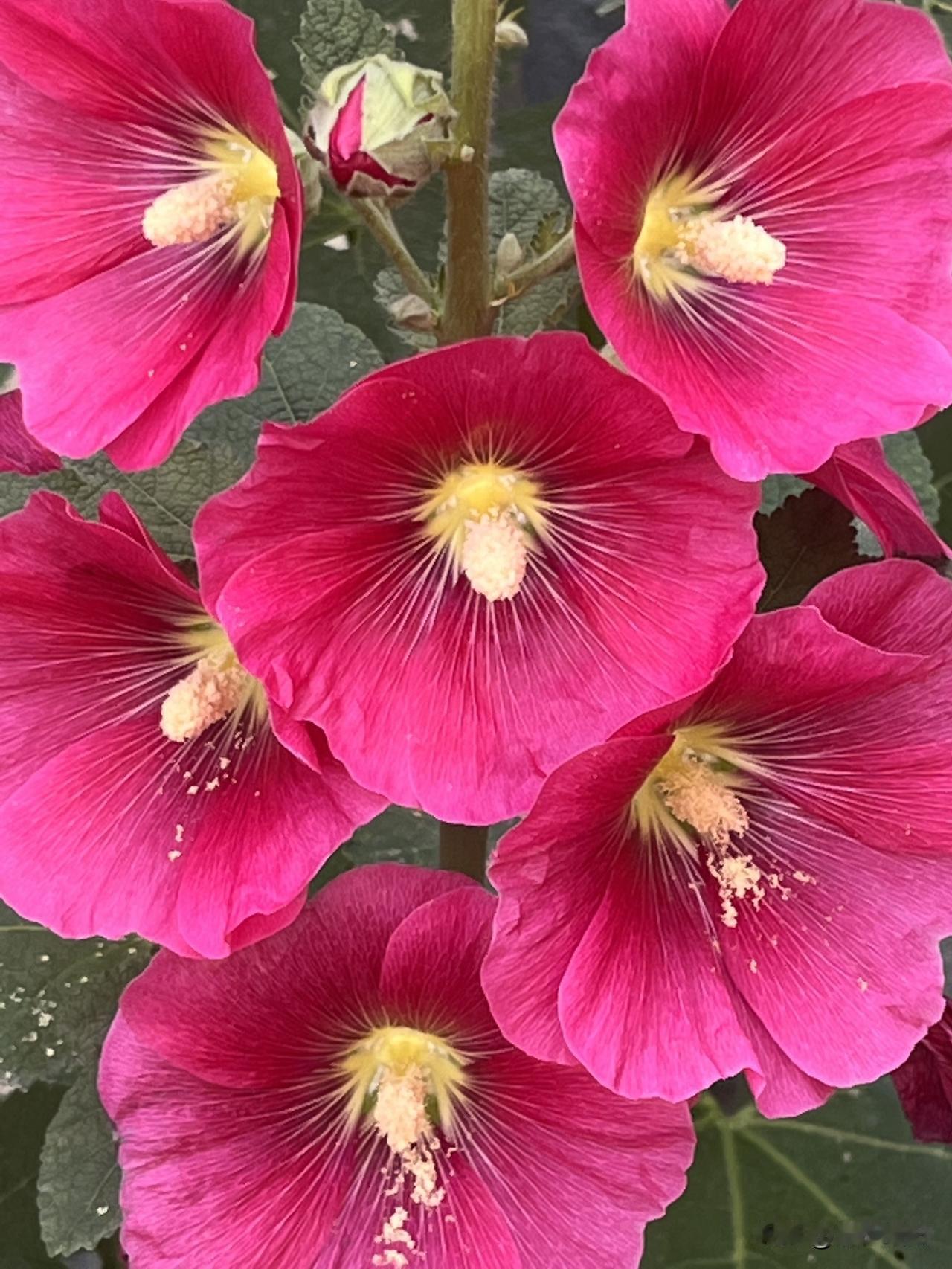 吹过你的夏风
余温停留在脸上
不经意间
撞见盛开的花朵
在细雨里娇媚
裹着清凉渗
