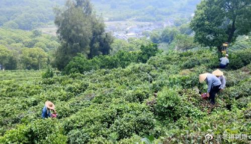 玉环火山茶第一泡不洗茶的底气从何来舍得放弃夏茶收益，人工除草生态养地，严控茶园生