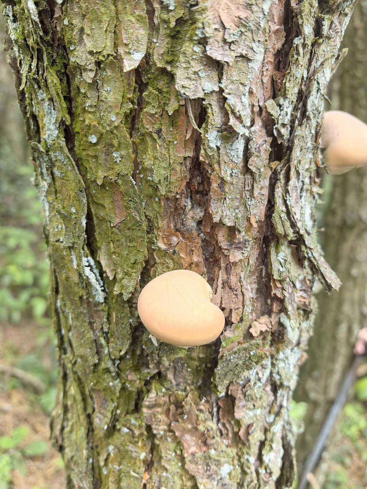 上山捡蘑菇，发现一颗树上长了很多这种菌子，从来没见过，不知道有认识的没？里面是空