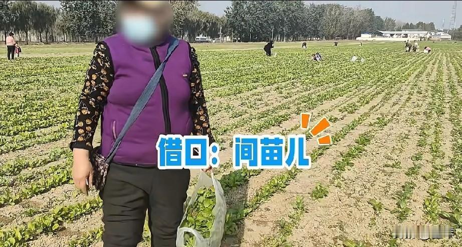 坐着免费的公交车，享受着退休待遇的夫妻，居然日日出去偷菜。

以前我一直以为没钱