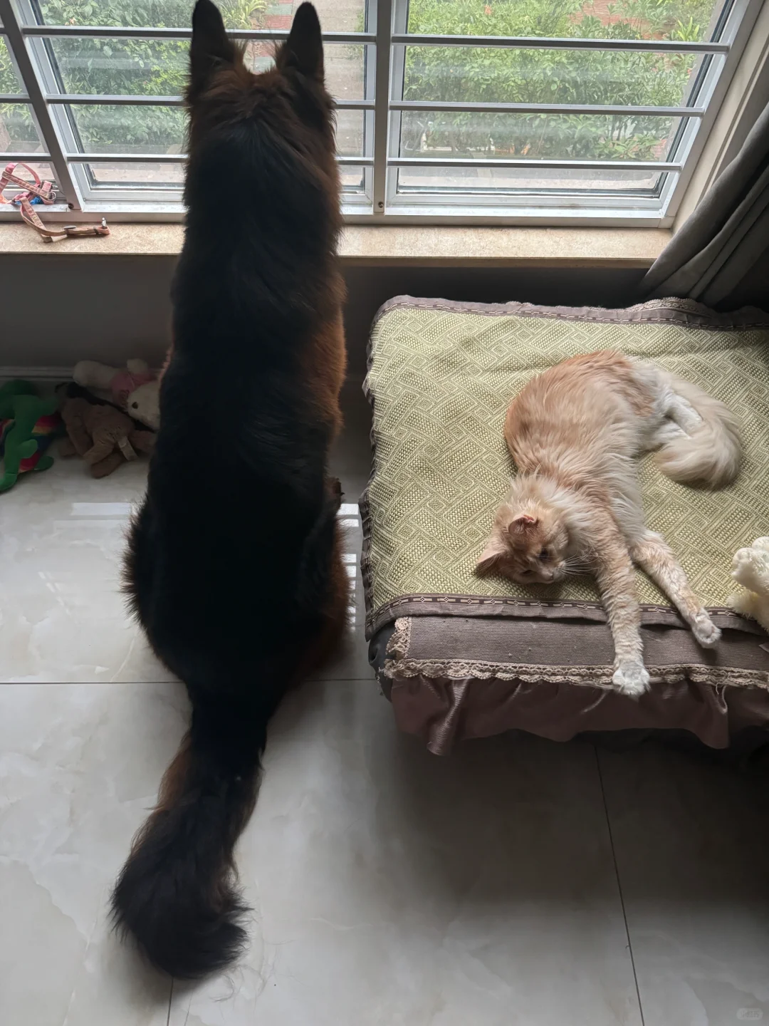 105斤茶杯犬守卫小猫咪睡觉觉