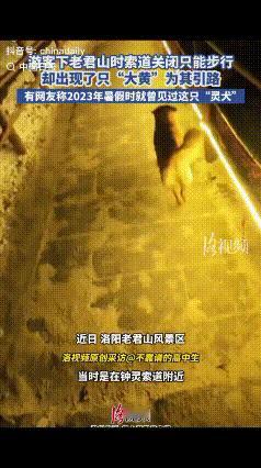 “万物皆有灵！”近日，男子在老君山游玩爬山时间太久，下山时发现索道已经关闭，只能