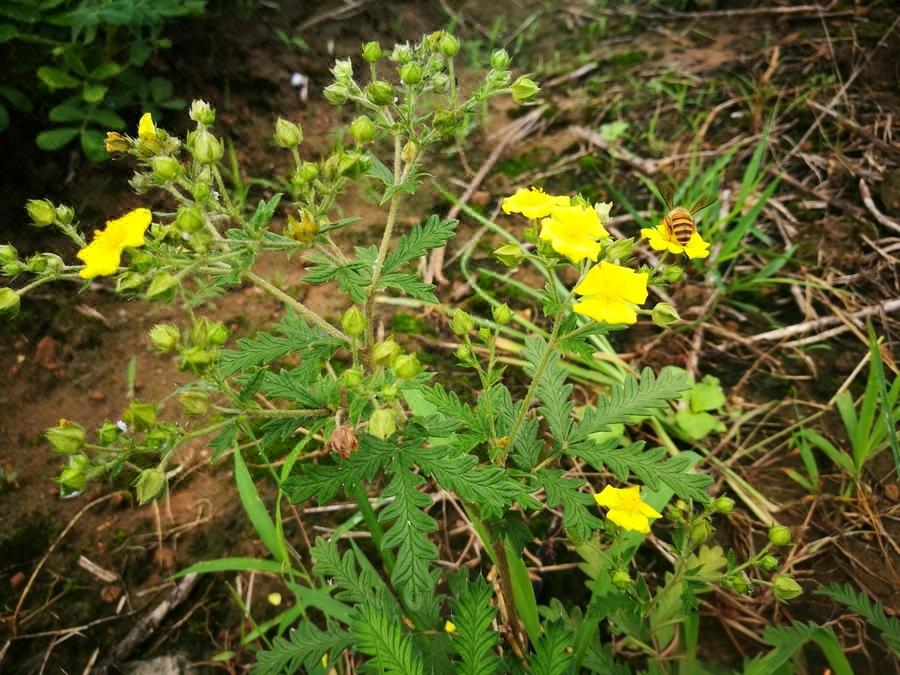 儿时放牛挖土参，
妙趣无穷难忘记

小时候，山上放牛，
小伙伴们经常无聊的时刻，