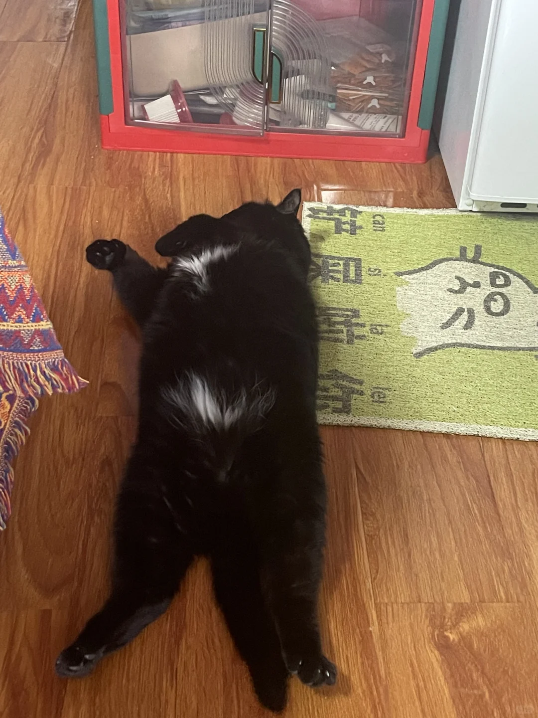 宝宝 你是一只黑熊 🐻不是翻肚小猫