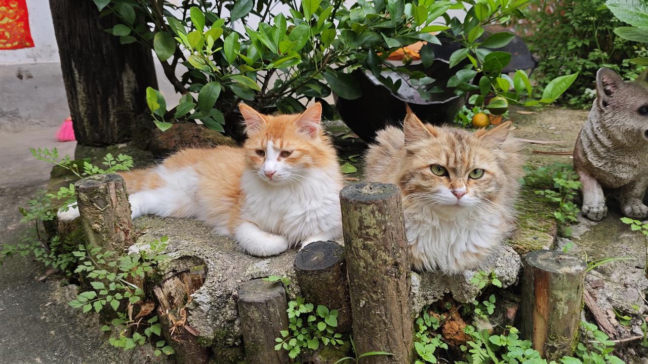 看看我养的猫，你们会喜欢吗？[呲牙]