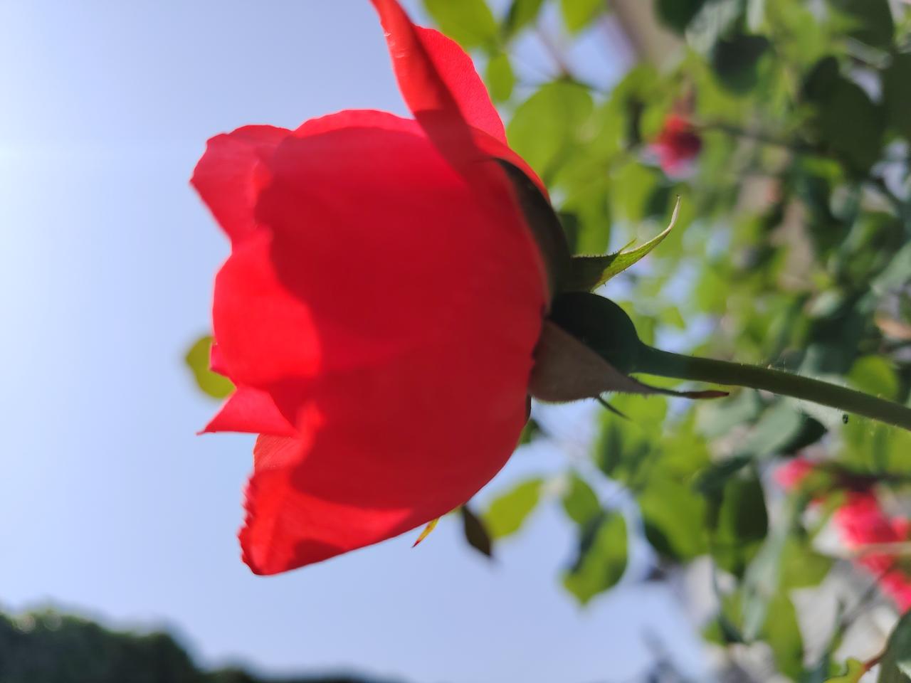 有没有好看的风景图片分享月季正红