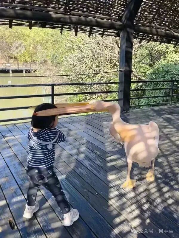 我送子鹈鹕的名号可不是白叫的住手！这不是同事！ 